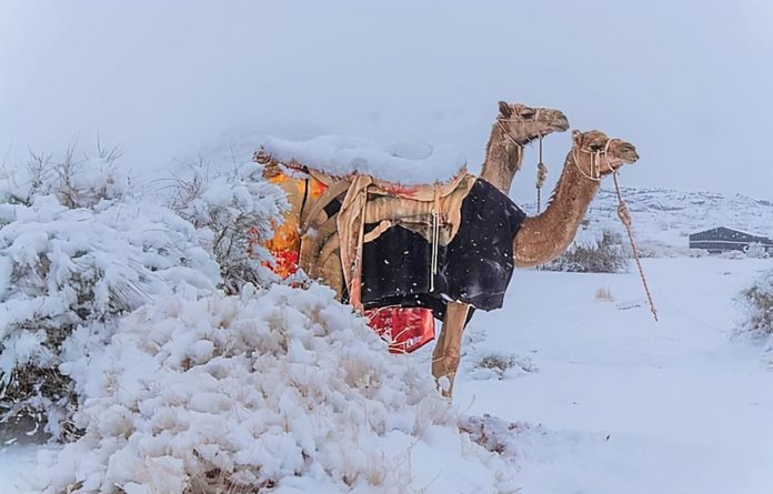 Kamile snijeg Sahara